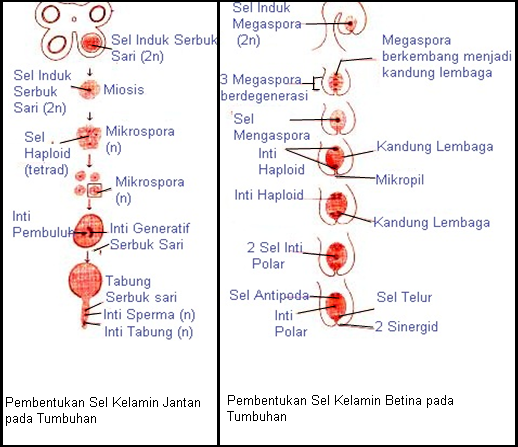 Detail Gambar Proses Pembentukan Sel Telur Nomer 50