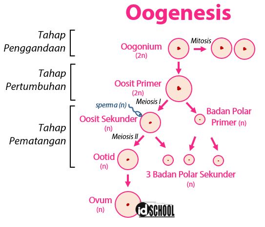 Detail Gambar Proses Pembentukan Sel Telur Nomer 9