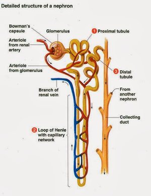 Detail Gambar Proses Pembentukan Urine Nomer 12