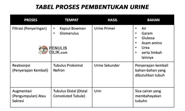 Detail Gambar Proses Pembentukan Urine Nomer 19