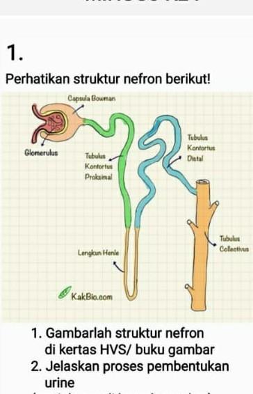 Detail Gambar Proses Pembentukan Urine Nomer 22