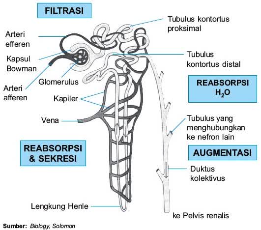 Detail Gambar Proses Pembentukan Urine Nomer 23