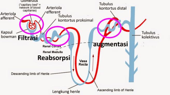 Detail Gambar Proses Pembentukan Urine Nomer 26