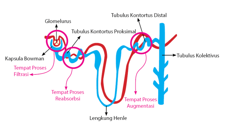 Detail Gambar Proses Pembentukan Urine Nomer 4