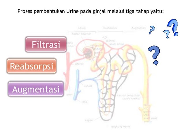 Detail Gambar Proses Pembentukan Urine Nomer 28