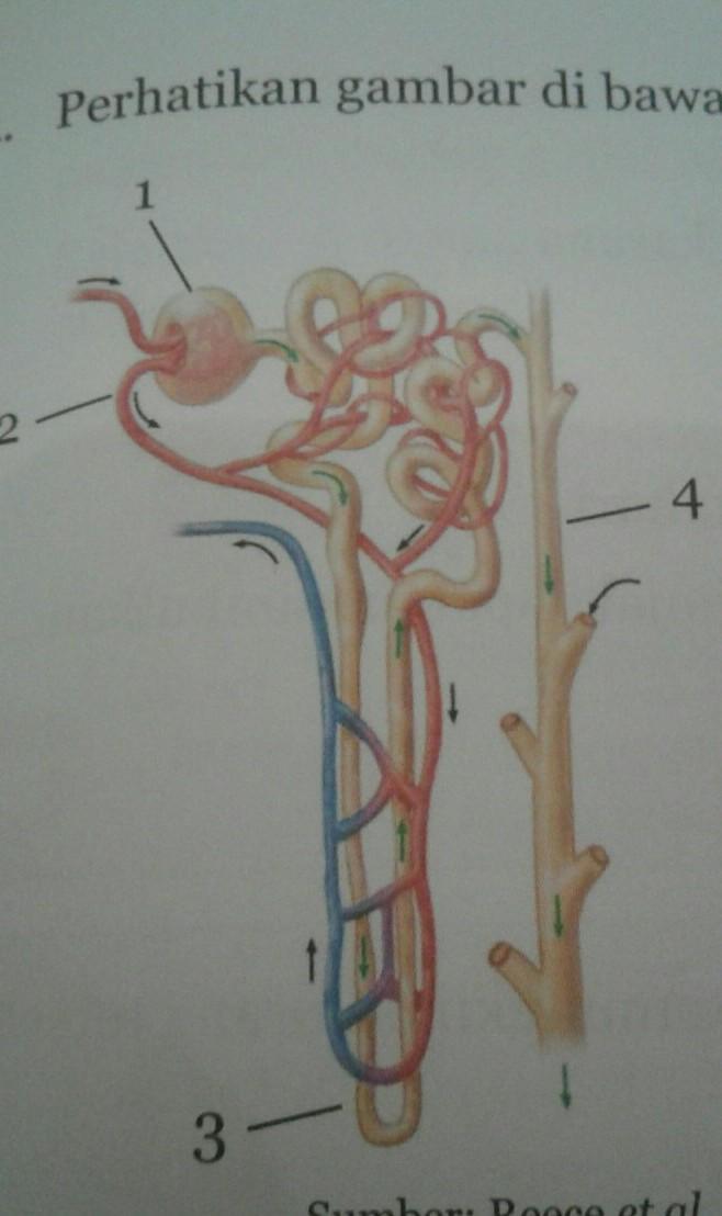 Detail Gambar Proses Pembentukan Urine Nomer 34