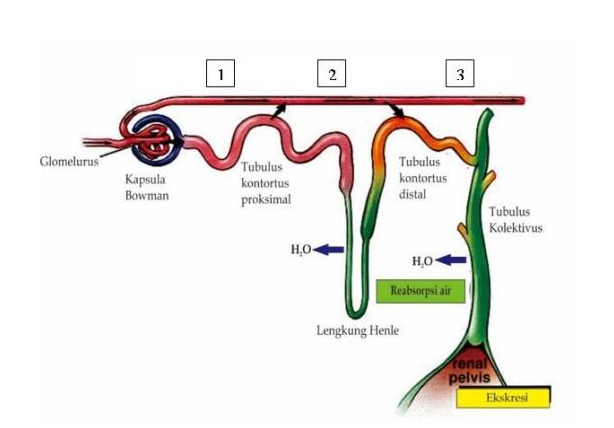 Detail Gambar Proses Pembentukan Urine Nomer 5