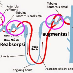 Detail Gambar Proses Pembentukan Urine Nomer 37