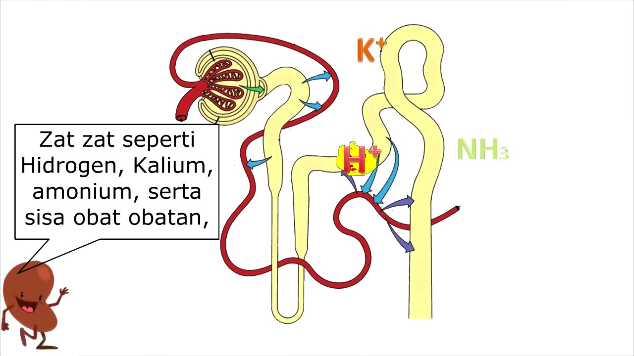 Detail Gambar Proses Pembentukan Urine Nomer 52