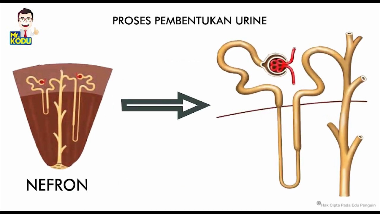 Detail Gambar Proses Pembentukan Urine Nomer 9