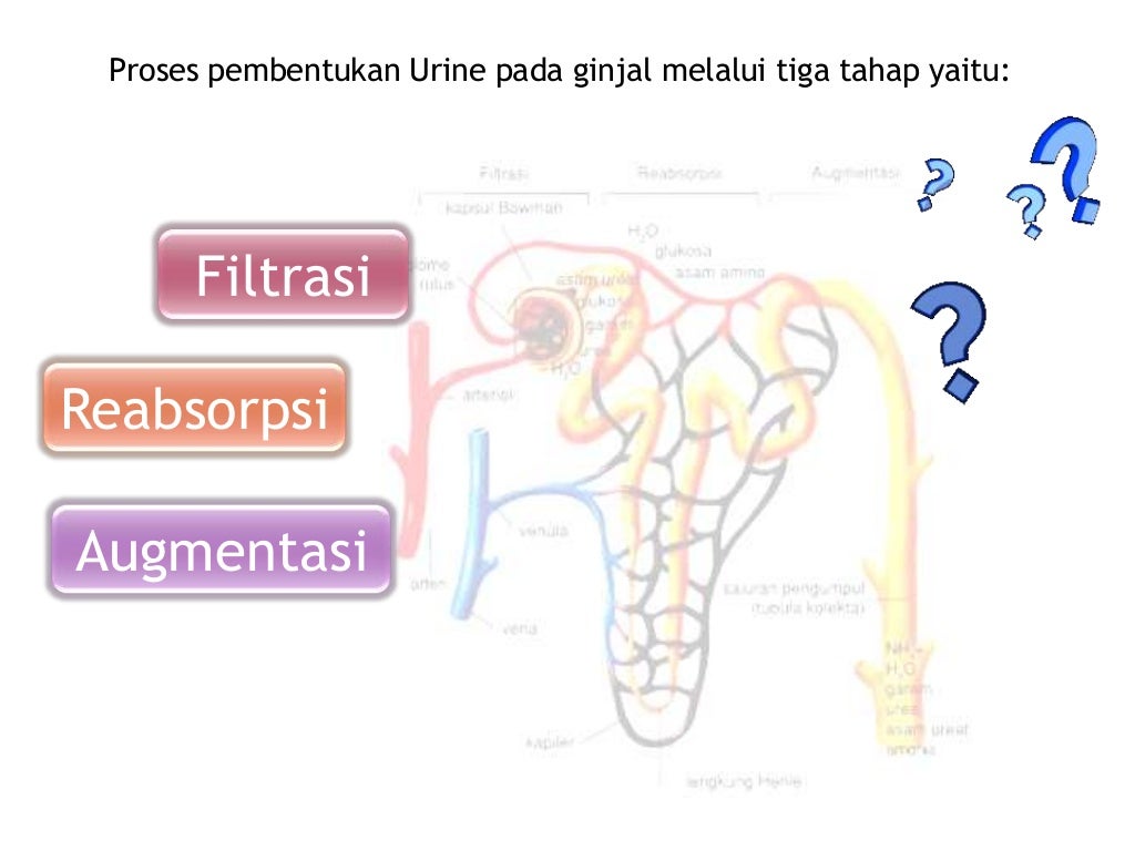 Detail Gambar Proses Pembentukkan Urine Nomer 27