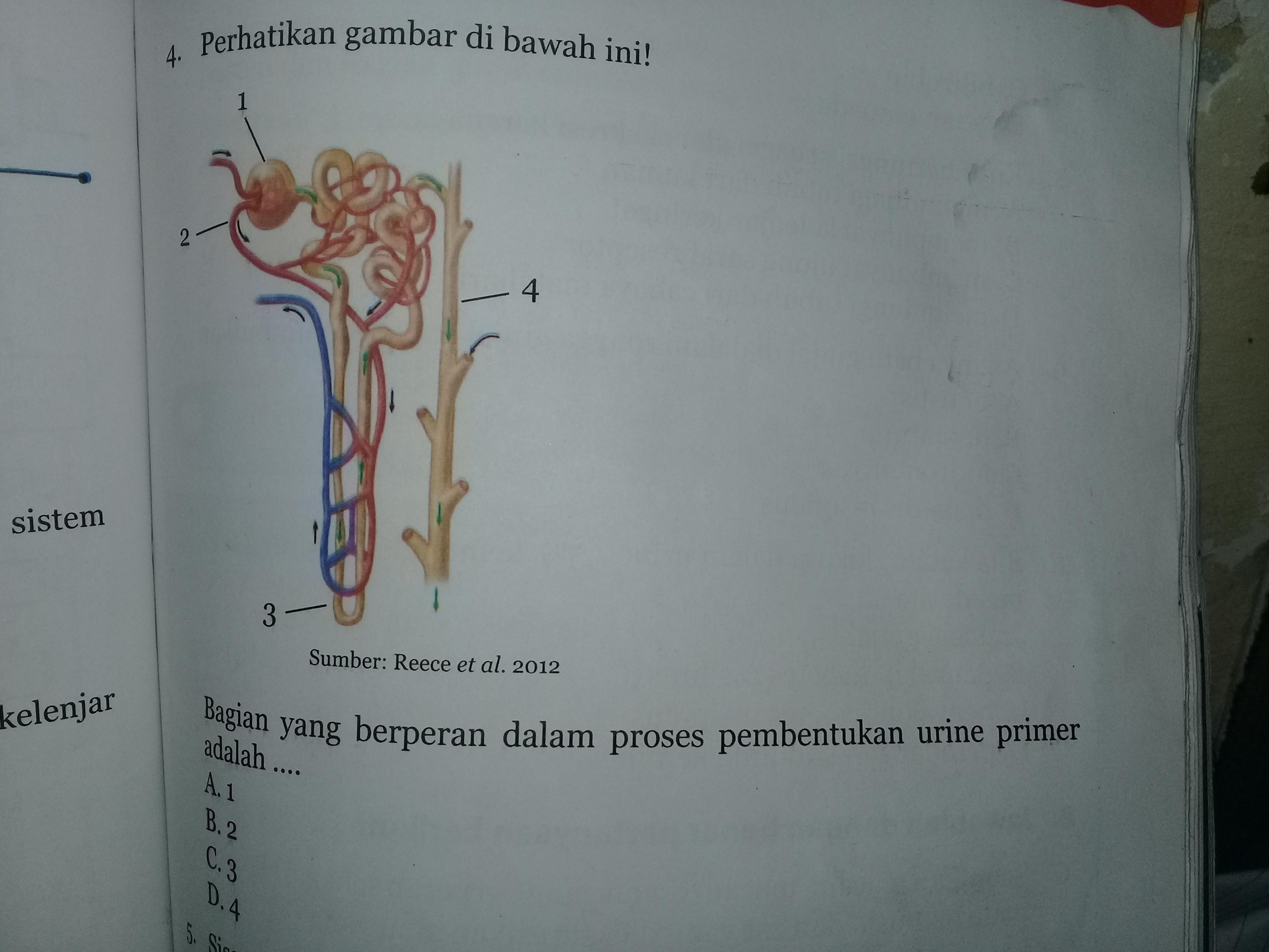 Detail Gambar Proses Pembentukkan Urine Nomer 40