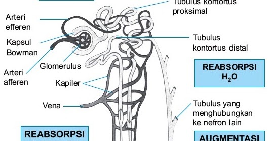 Detail Gambar Proses Pembentukkan Urine Nomer 46