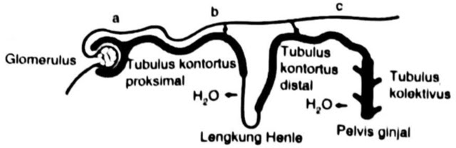 Detail Gambar Proses Pembentukkan Urine Nomer 47