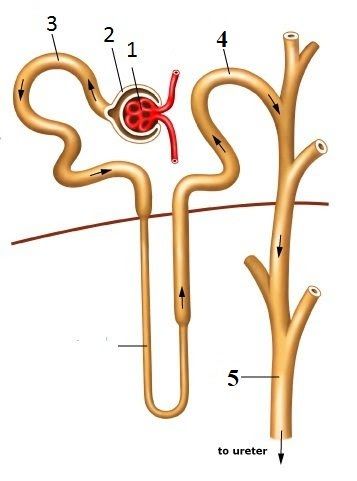 Detail Gambar Proses Pembentukkan Urine Nomer 50