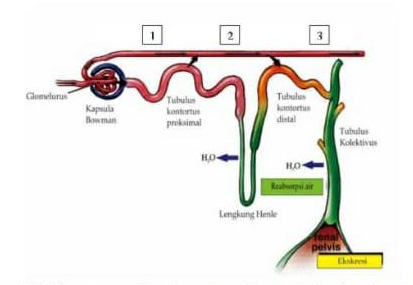 Detail Gambar Proses Pembentukkan Urine Pada Sebuah Nefon Nomer 17