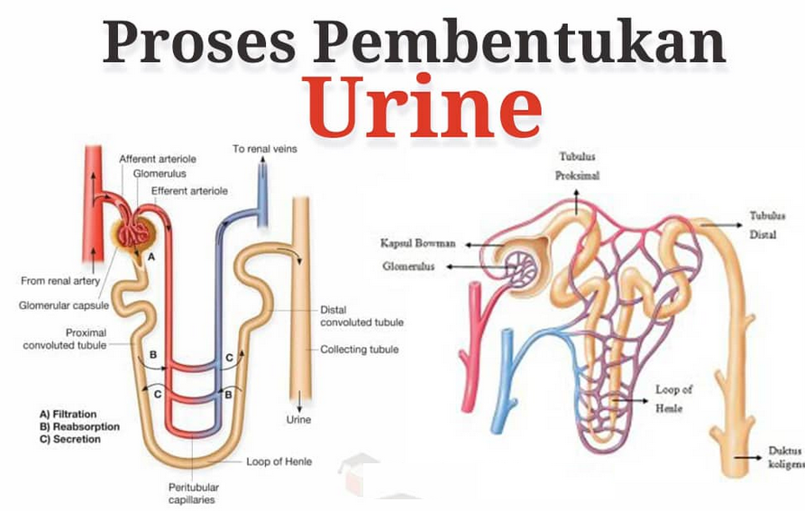 Detail Gambar Proses Pembentukkan Urine Pada Sebuah Nefon Nomer 27