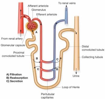 Detail Gambar Proses Pembentukkan Urine Pada Sebuah Nefon Nomer 5