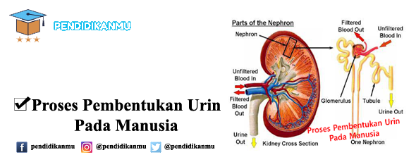 Detail Gambar Proses Pembentukkan Urine Pada Sebuah Nefon Nomer 36