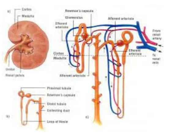 Detail Gambar Proses Pembentukkan Urine Pada Sebuah Nefon Nomer 53