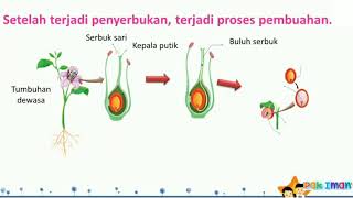 Detail Gambar Proses Pembuahan Nomer 14