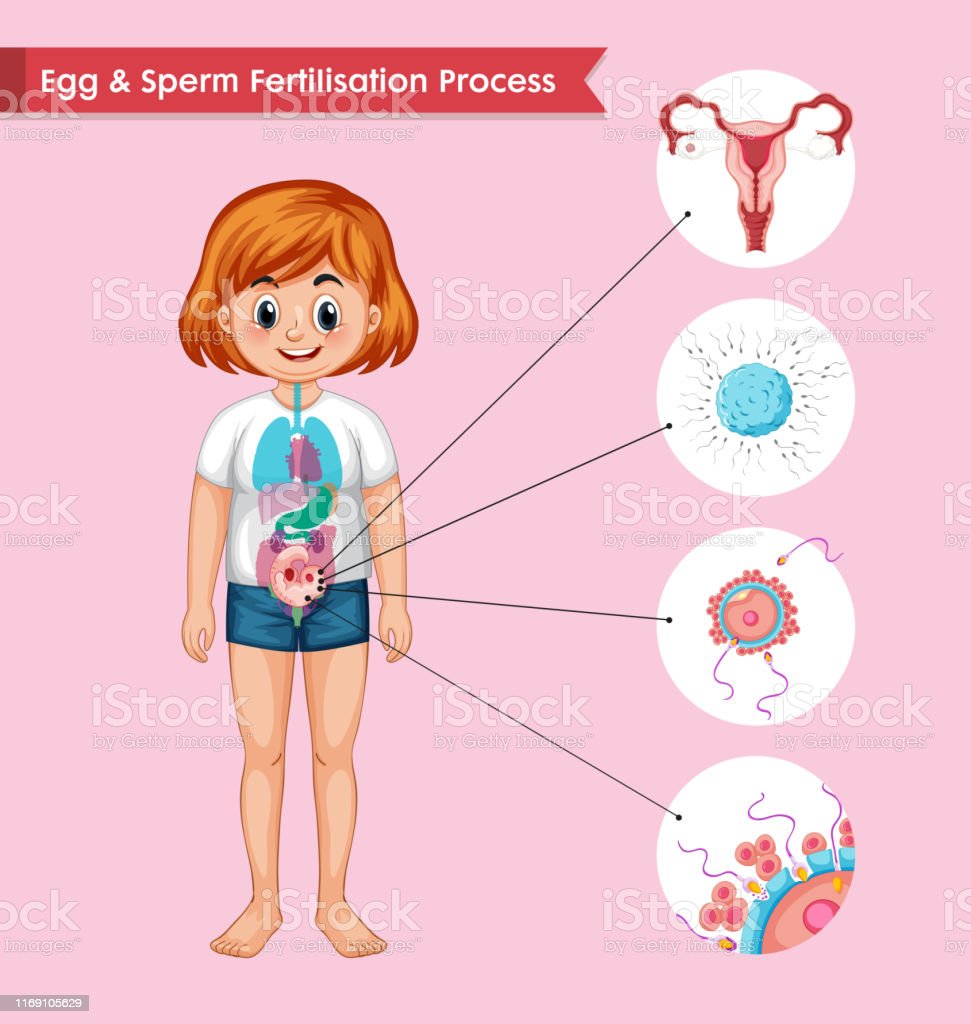 Detail Gambar Proses Pembuahan Nomer 17