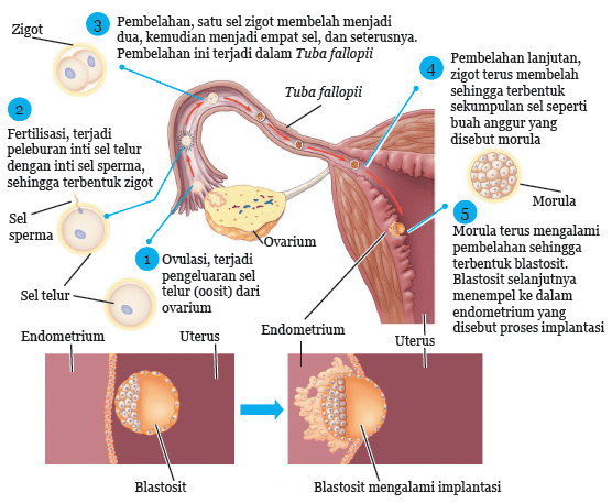 Detail Gambar Proses Pembuahan Nomer 26