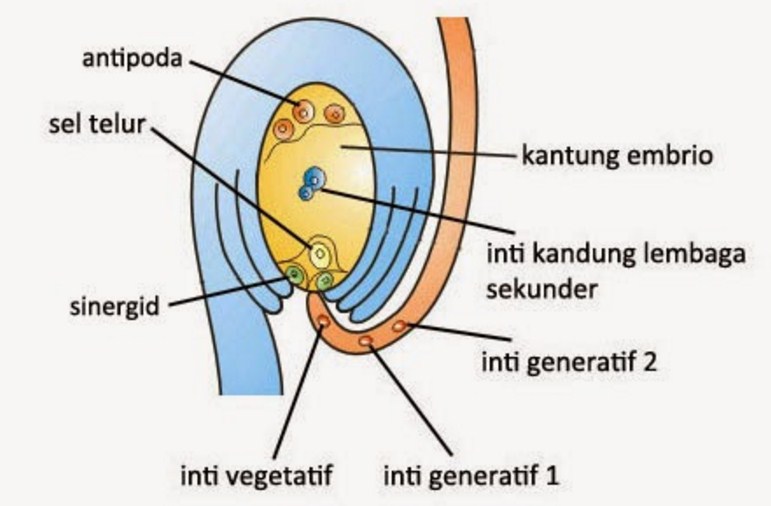 Detail Gambar Proses Pembuahan Nomer 27