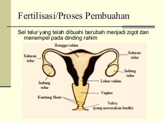 Detail Gambar Proses Pembuahan Nomer 52