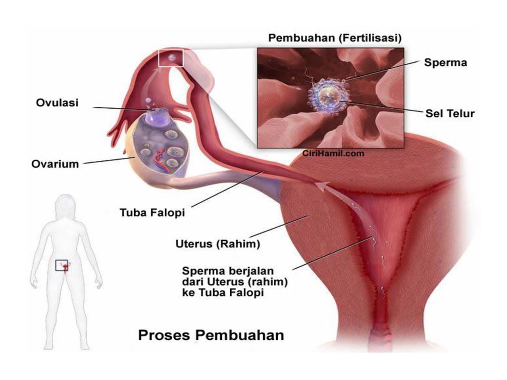 Detail Gambar Proses Pembuahan Nomer 9