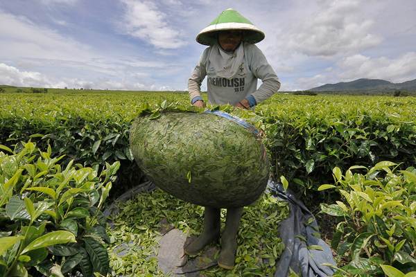 Detail Gambar Proses Penanaman Perkebunan Teh Nomer 26