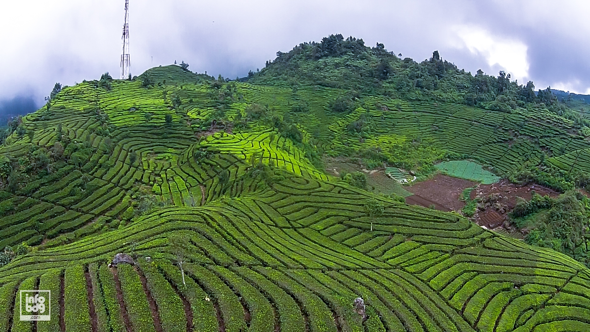 Detail Gambar Proses Penanaman Perkebunan Teh Nomer 48