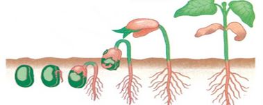 Detail Gambar Proses Pertumbuhan Kacang Hijau Nomer 13