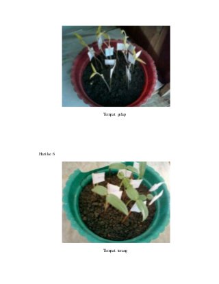 Detail Gambar Proses Pertumbuhan Kacang Hijau Nomer 37