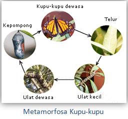 Detail Gambar Proses Pertumbuhan Kupu Kupu Nomer 41