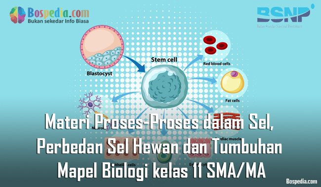 Detail Gambar Proses Proses Biologi Nomer 16