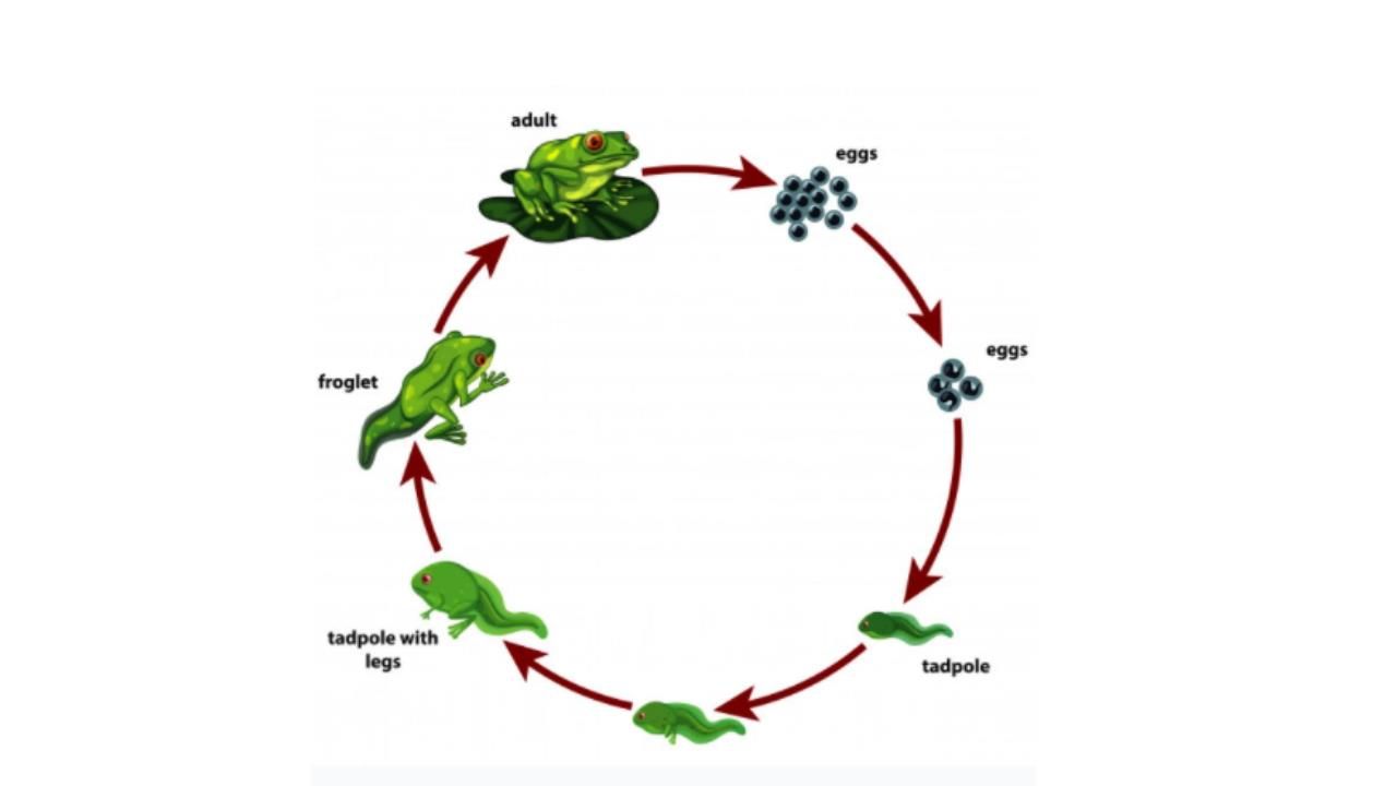 Detail Gambar Proses Proses Biologi Nomer 21