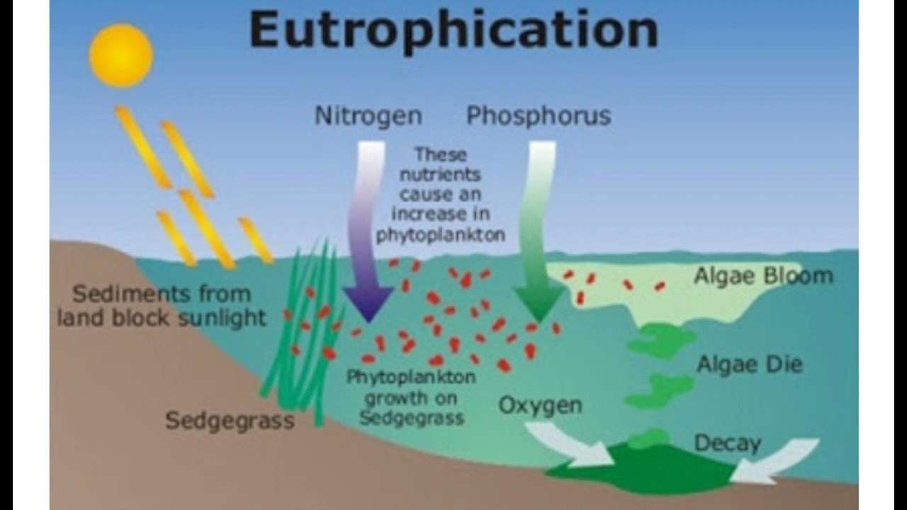 Detail Gambar Proses Proses Biologi Nomer 25