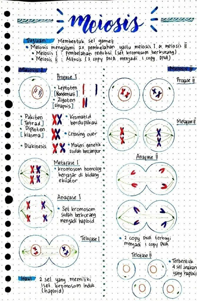 Detail Gambar Proses Proses Biologi Nomer 29