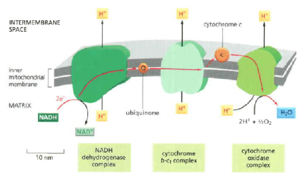 Detail Gambar Proses Proses Biologi Nomer 30