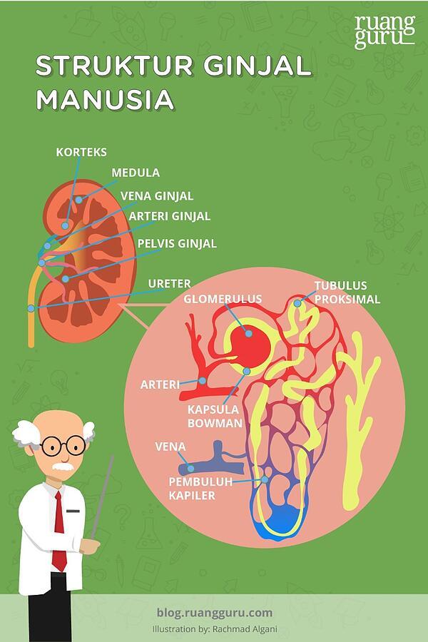 Detail Gambar Proses Proses Biologi Nomer 42