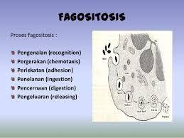 Detail Gambar Proses Proses Biologi Nomer 43