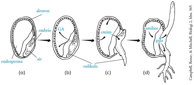 Detail Gambar Proses Proses Biologi Nomer 53