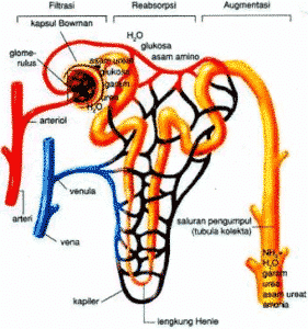 Detail Gambar Proses Urin Nomer 12