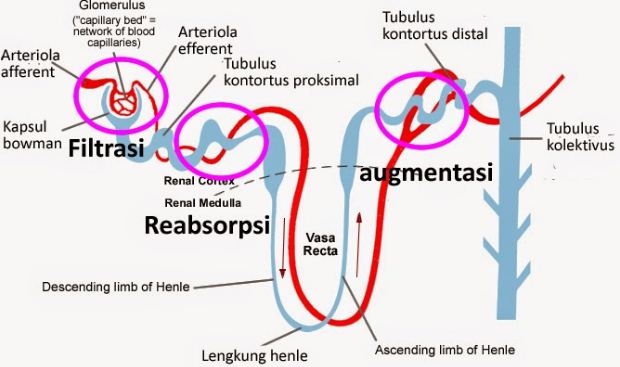 Detail Gambar Proses Urin Nomer 17