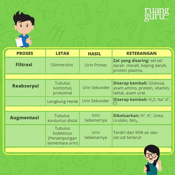 Detail Gambar Proses Urin Nomer 20