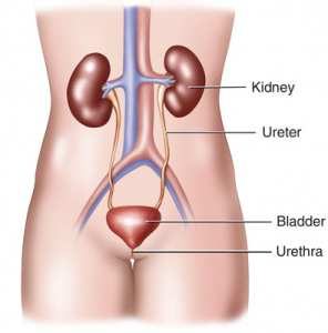 Detail Gambar Proses Urin Nomer 23