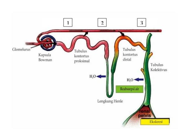 Detail Gambar Proses Urin Nomer 4