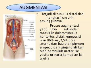 Detail Gambar Proses Urin Nomer 47