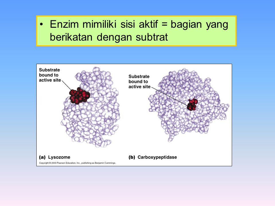 Detail Gambar Protein Sederhana Nomer 2